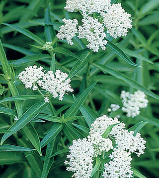 Asclepias 'Ice Ballet'