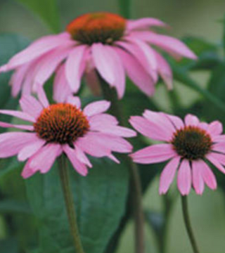 Echinacea p. Magnus Coneflower