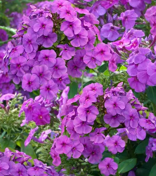 Phlox 'Flame Purple Improved'