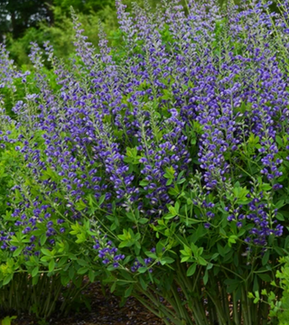 Baptisia 'Blueberry Sundae'