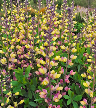 Baptisia 'Pink Lemonade'
