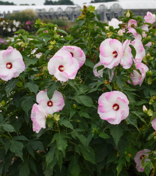 Hibiscus 'Ballet Slippers'