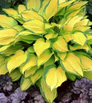 Island Breeze Hosta