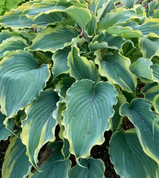 Voices in the Wind Hosta