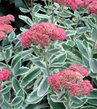 Frosted Fire Sedum