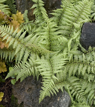 FERN -GHOST