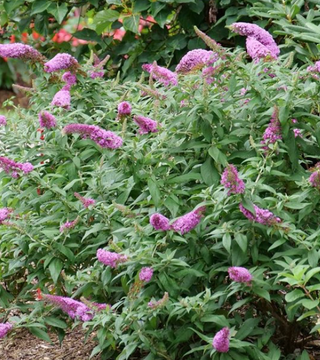 Buddleia 'Pugster Pinker