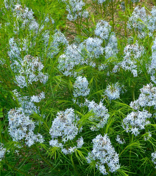 Amsonia Threadleaf Blue Star