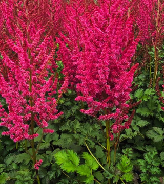 Astilbe You & Me Forever