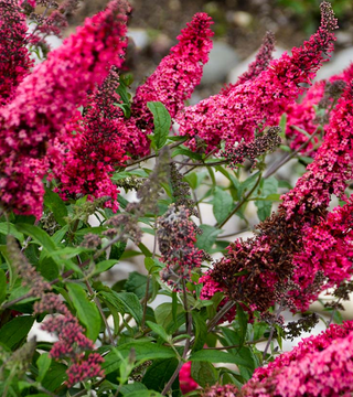 BUDDLEIA 'PRINCE CHARMING' -