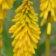 Load image into Gallery viewer, Kniphofia Solar Flare