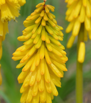 Kniphofia Solar Flare