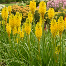 Load image into Gallery viewer, Kniphofia Solar Flare