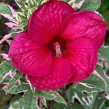 Load image into Gallery viewer, Hibiscus Summer Carnival