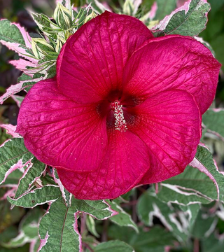 Hibiscus Summer Carnival