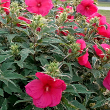 Load image into Gallery viewer, Hibiscus Summer Carnival