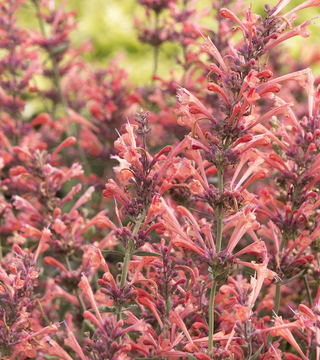 Agastache Kudos Coral
