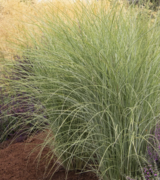 Grass - Miscanthus 'Morning Light'