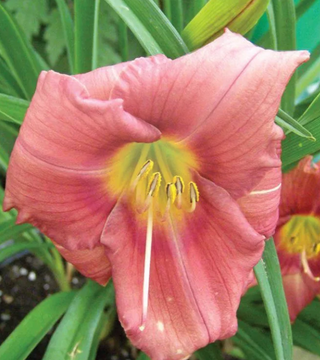 Hemerocallis 'Rosy Returns'