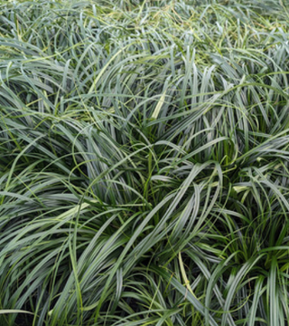 Carex Ribbon Falls Grass