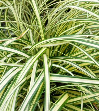 Carex Everglow Grass