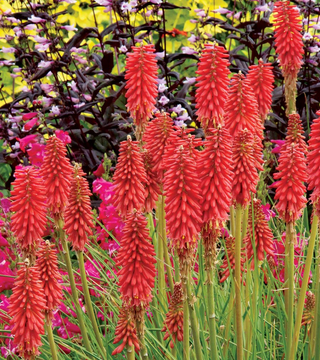 Kniphofia 'Redhot Popsicle'