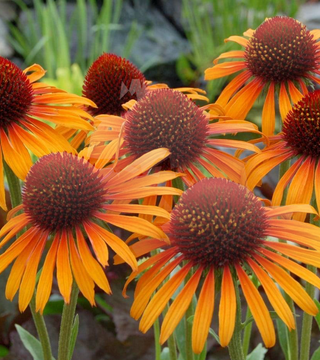 Echinacea Flame Thrower