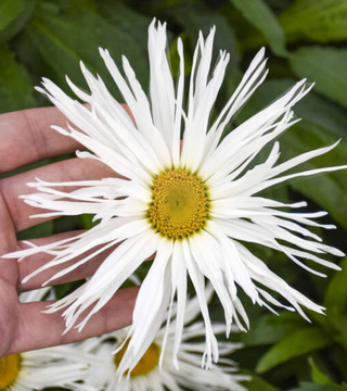 Leucanthemum Spun Silk