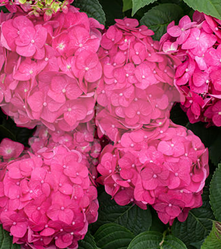 Hydrangea 'Summer Crush'