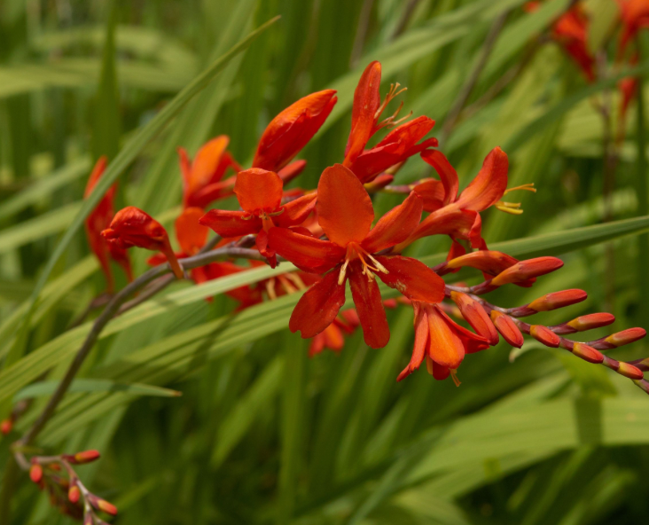 Crocosmia 'Lucifer'