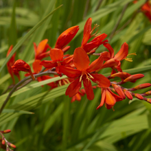 Load image into Gallery viewer, Crocosmia 'Lucifer'
