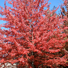 Load image into Gallery viewer, &#39;Red Sunset&#39; Maple 10 gal