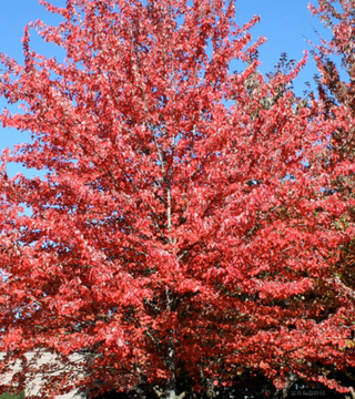 'Red Sunset' Maple 10 gal