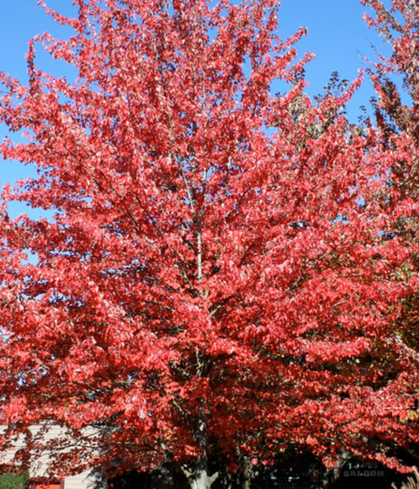 'Red Sunset' Maple 10 gal