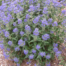 Load image into Gallery viewer, Caryopteris clandonensis 'Dark Knight'