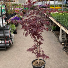 Load image into Gallery viewer, &#39;Bloodgood&#39; Japanese Maple 7 gal
