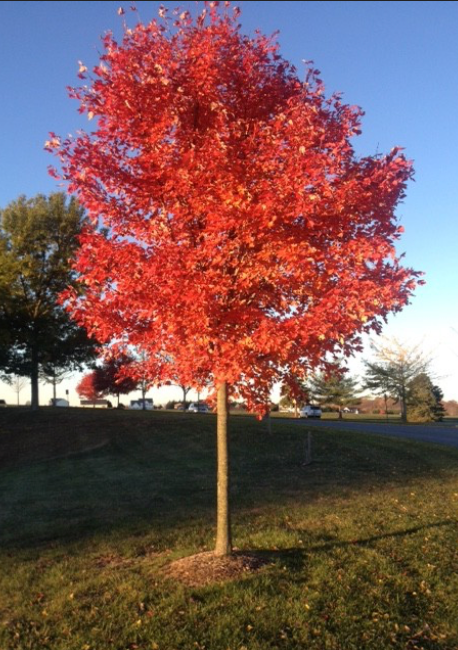 Acer rubrum 'October Glory'-15 gal pre-order
