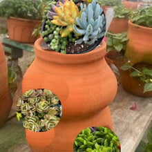 Load image into Gallery viewer, Strawberry Pot Planter Pre-Order