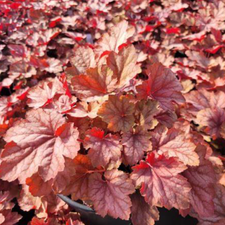 Heuchera 'Watermelon Carnival'