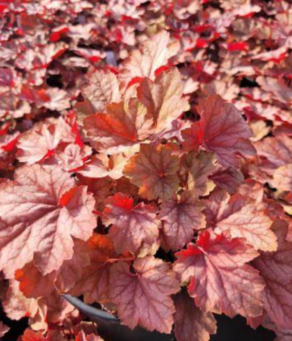 Heuchera 'Watermelon Carnival'