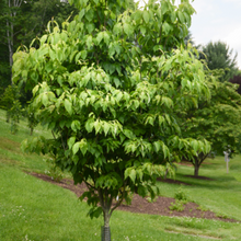 Load image into Gallery viewer, Cornus Appalachian Spring Dogwood