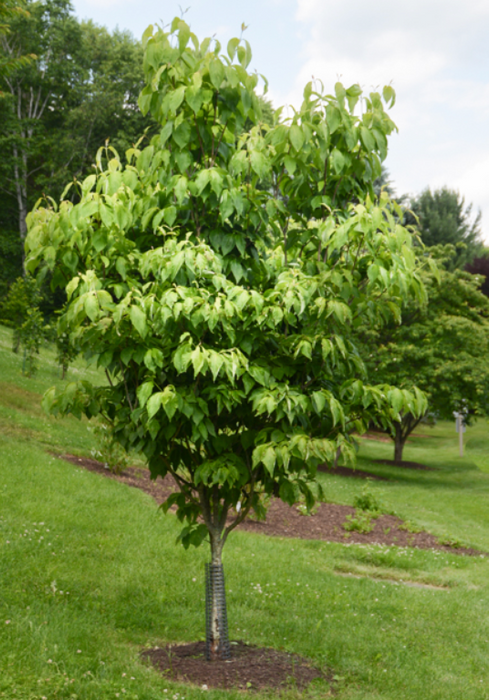 Cornus Appalachian Spring Dogwood