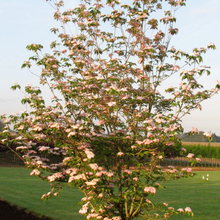 Load image into Gallery viewer, CORNUS &#39;RUTGERS STELLAR PINK&#39; Dogwood