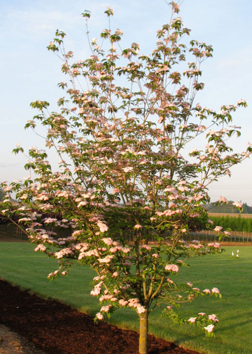 CORNUS 'RUTGERS STELLAR PINK' Dogwood