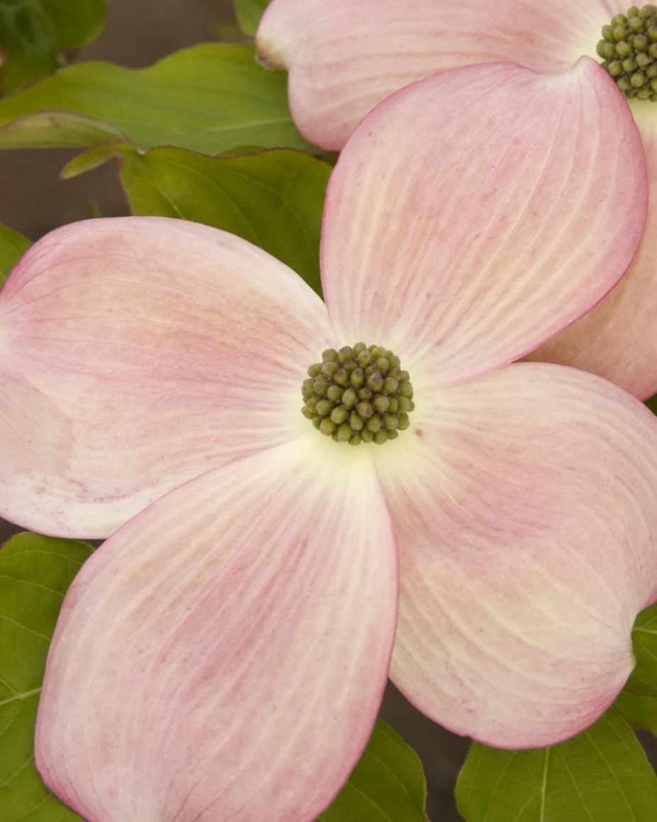 CORNUS 'RUTGERS STELLAR PINK' Dogwood
