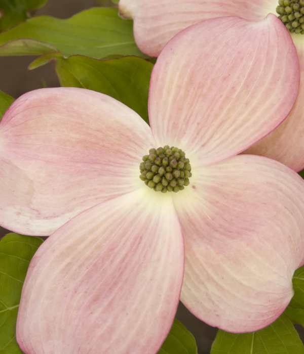 CORNUS 'RUTGERS STELLAR PINK' Dogwood