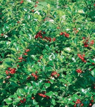 Ilex Holly Blue Prince & Princess combo shrub