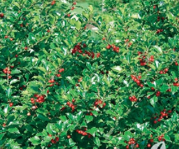 Ilex Holly Blue Prince & Princess combo shrub