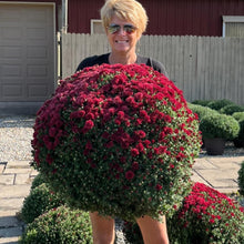 Load image into Gallery viewer, Logan Elm Jumbo Mum
