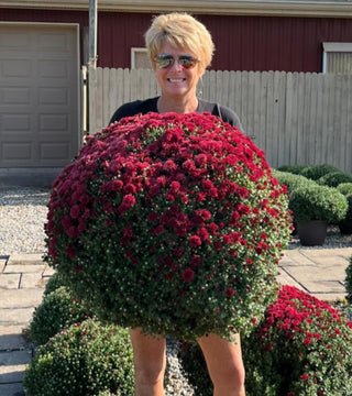 Logan Elm Jumbo Mum